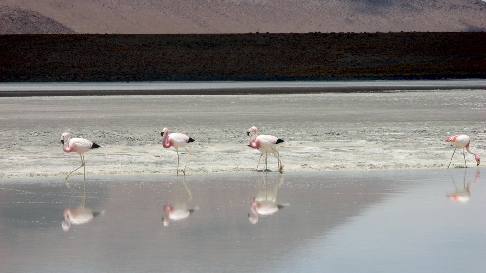 flamencos - laguna hedionda