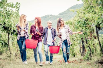 people-harvesting-in-a-vineyard